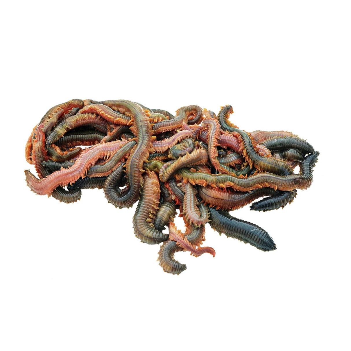 De Goeie Vangst - kweekzagers - Hengelsport De Goeie Vangst