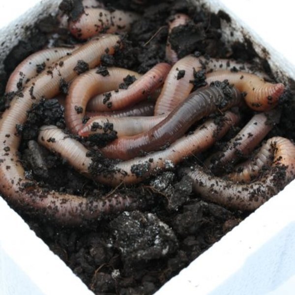 Pauwels - Canadese Pieren 12 Stuks - Hengelsport De Goeie Vangst