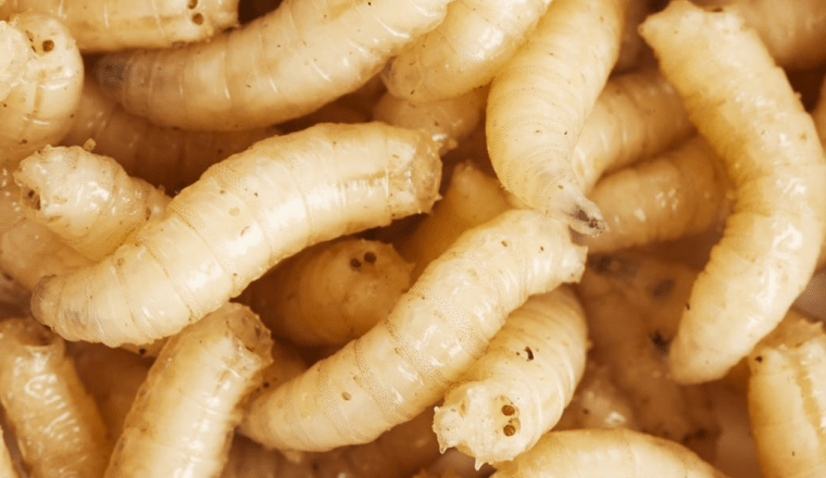 Pauwels - Grote Witte Maden - Hengelsport De Goeie Vangst