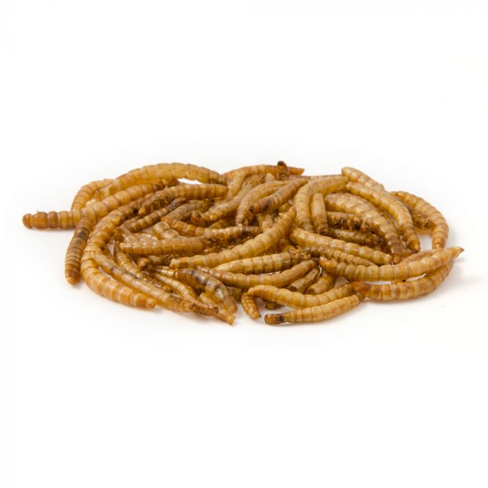 Pauwels - Meelwormen - Hengelsport De Goeie Vangst