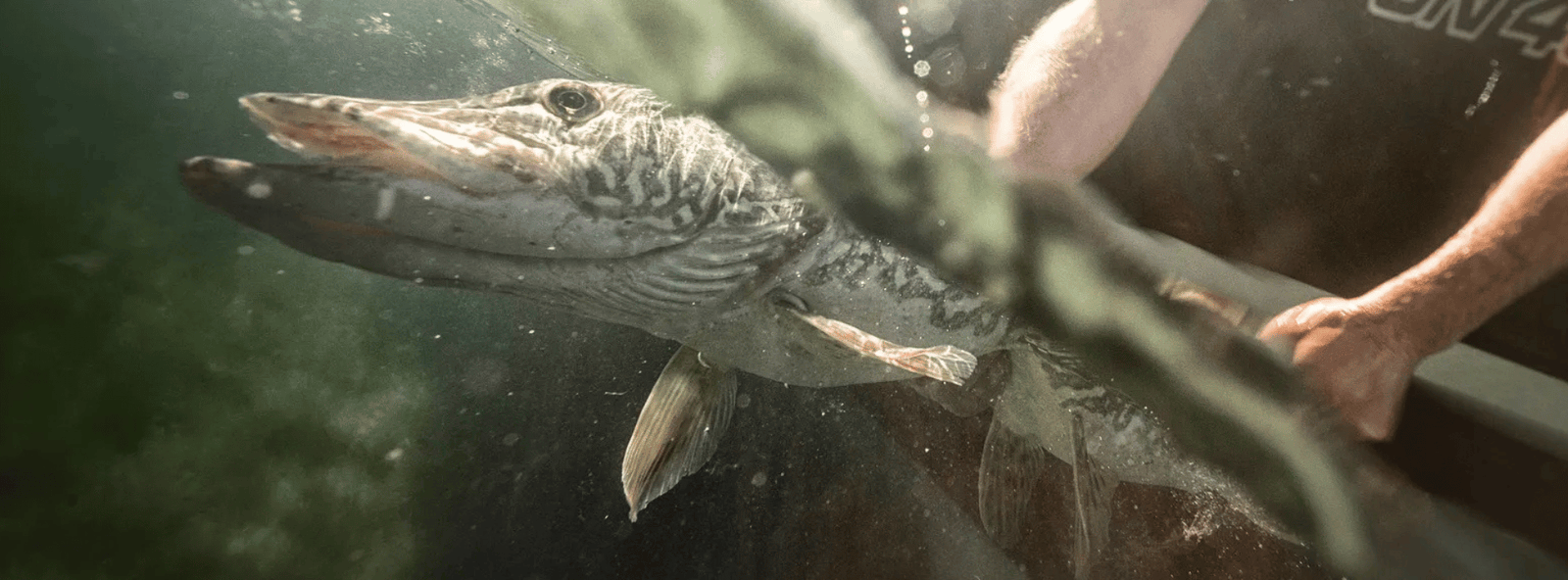10 Fascinerende Feiten over de Snoek - Hengelsport De Goeie Vangst