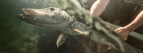 10 Fascinerende Feiten over de Snoek - Hengelsport De Goeie Vangst