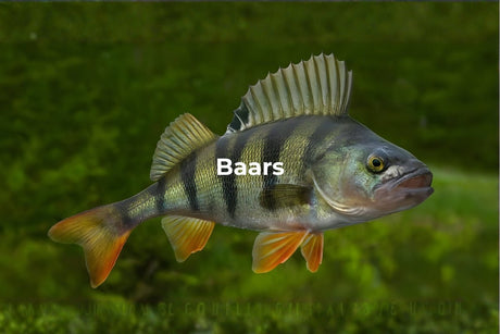 Baars: alles wat je moet weten + tips om succesvol te vissen - Hengelsport De Goeie Vangst