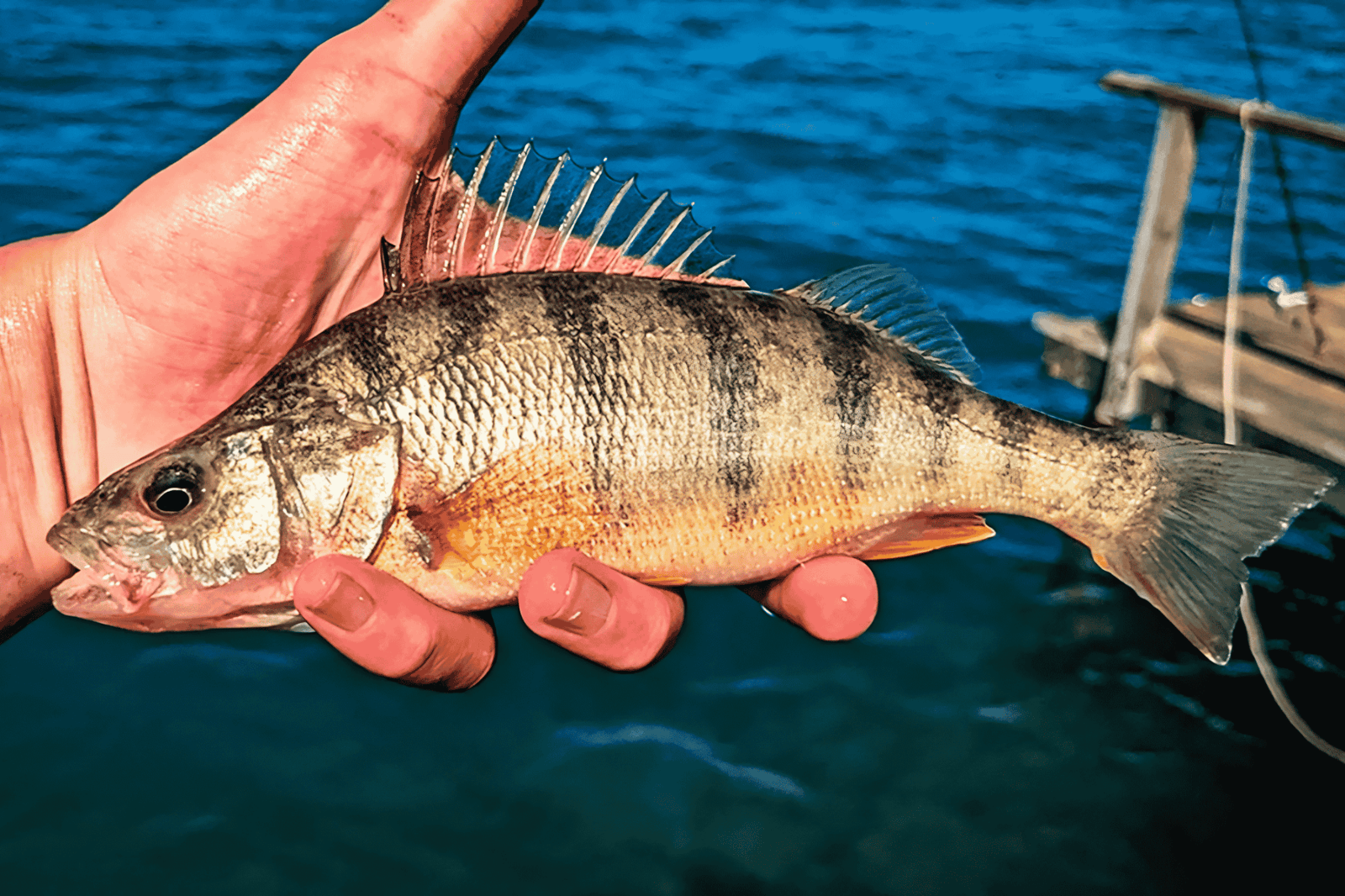 Baars vissen met softbaits: finesse aanpak voor meer aanbeten - Hengelsport De Goeie Vangst