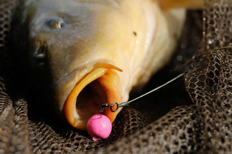 Karpervissen voor beginners: complete gids - Hengelsport De Goeie Vangst