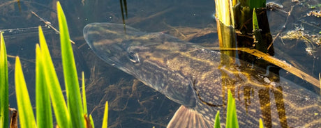 Snoek en andere vis zoeken beschutting tussen waterplanten