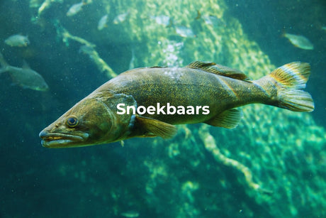Snoekbaars: alles wat je moet weten + tips om hem te vangen - Hengelsport De Goeie Vangst