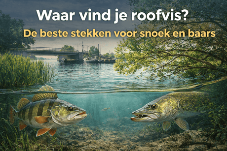 Waar vind je roofvis? De beste stekken voor snoek en baars - Hengelsport De Goeie Vangst