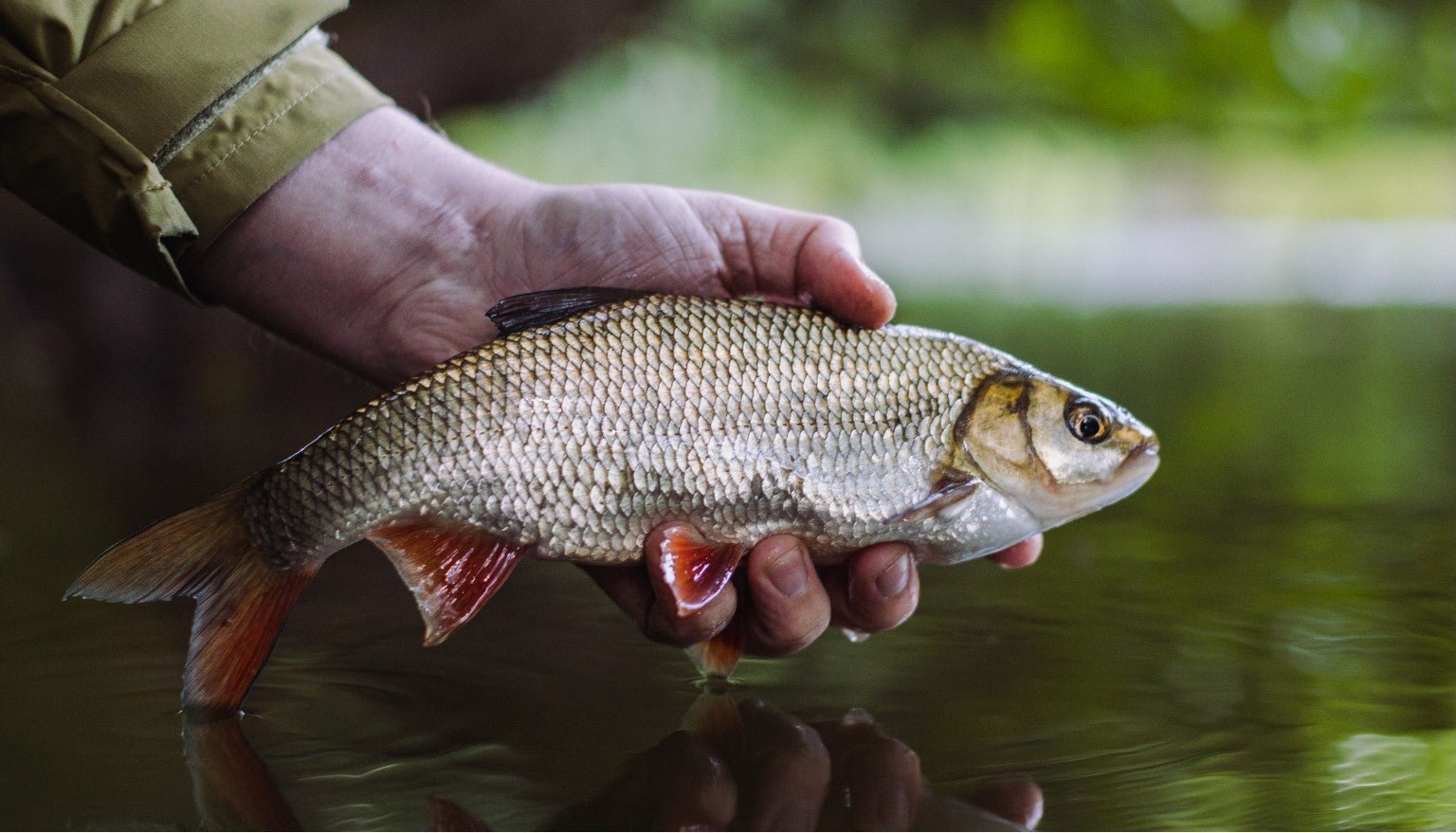 Witvissen: Complete Gids voor Beginners en Gevorderden - Hengelsport De Goeie Vangst