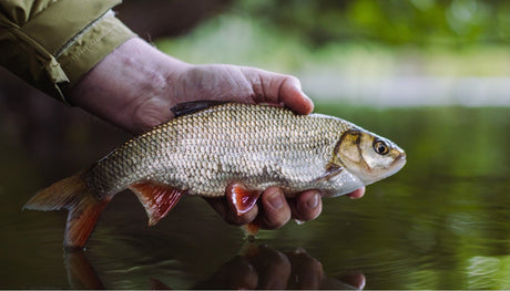Witvissen: Complete Gids voor Beginners en Gevorderden - Hengelsport De Goeie Vangst