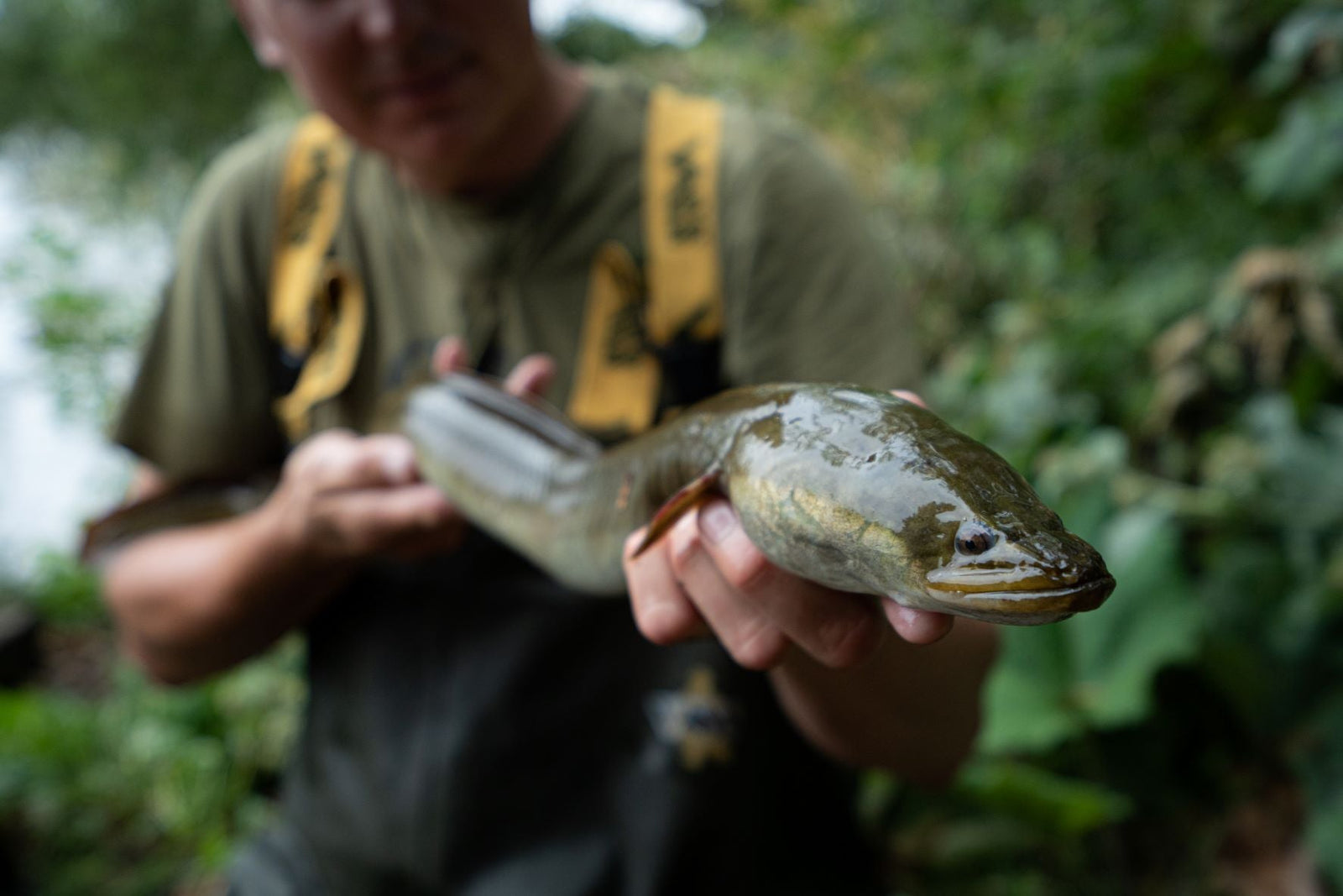 Zo vang je paling: tips, techniek & regels voor beginners - Hengelsport De Goeie Vangst