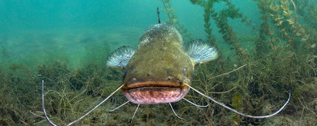 Meervalhengels - Hengelsport De Goeie Vangst