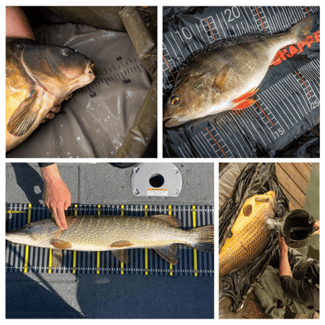 Onthaken, Wegen & Meten - Hengelsport De Goeie Vangst