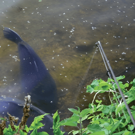 Pen- & Stalkerhengels - Hengelsport De Goeie Vangst