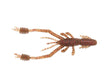 Reins - Ring Shrimp 2" - Hengelsport De Goeie Vangst