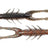 Z-Man-TRD hogZ 3"-Molting Craw-7.5cm-Hengelsport De Goeie Vangst