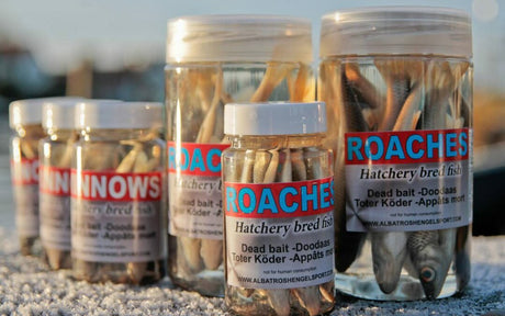 Albatros - Albatros Aasvisjes Roach | 8/10cm - Hengelsport De Goeie Vangst