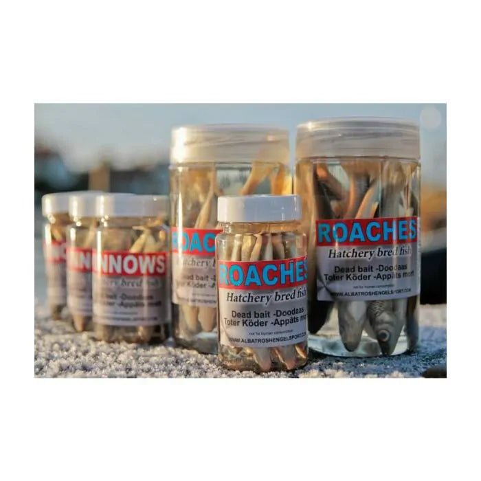 Albatros - Albatros Aasvisjes Roach | 10/12cm - Hengelsport De Goeie Vangst