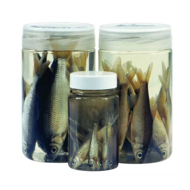 Albatros - Albatros Aasvisjes Roach | 8/10cm - Hengelsport De Goeie Vangst