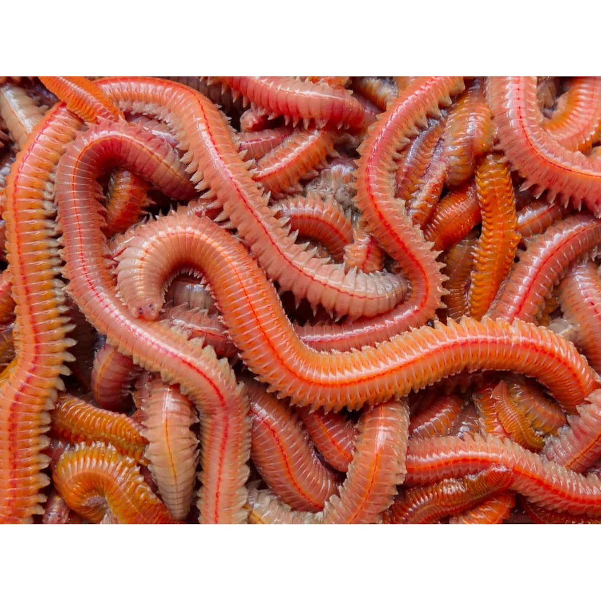 Jumbo Rouge-Rojo Zagers 50g