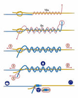 PB - Mussel 2 - Tone - Hengelsport De Goeie Vangst