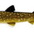 Westin-Hypoteez Shadtail-Natural pike-11.5 cm-Hengelsport De Goeie Vangst