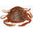 Berkley-Gulp! Saltwater Peeler Crab-5cm-New Penny-Hengelsport De Goeie Vangst