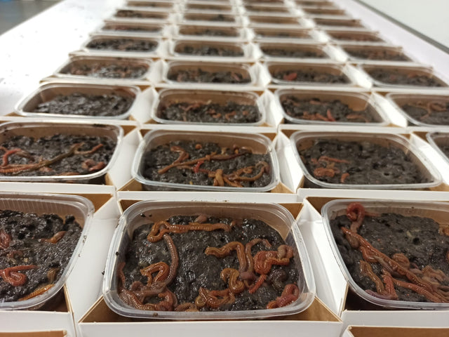 De Goeie Vangst - Slijkaas 90g - Hengelsport De Goeie Vangst