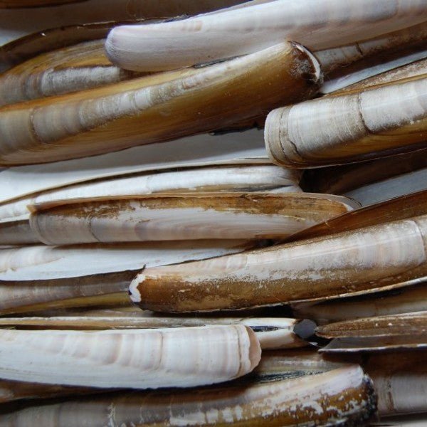 De Goeie Vangst - Verse Mesheften - Hengelsport De Goeie Vangst