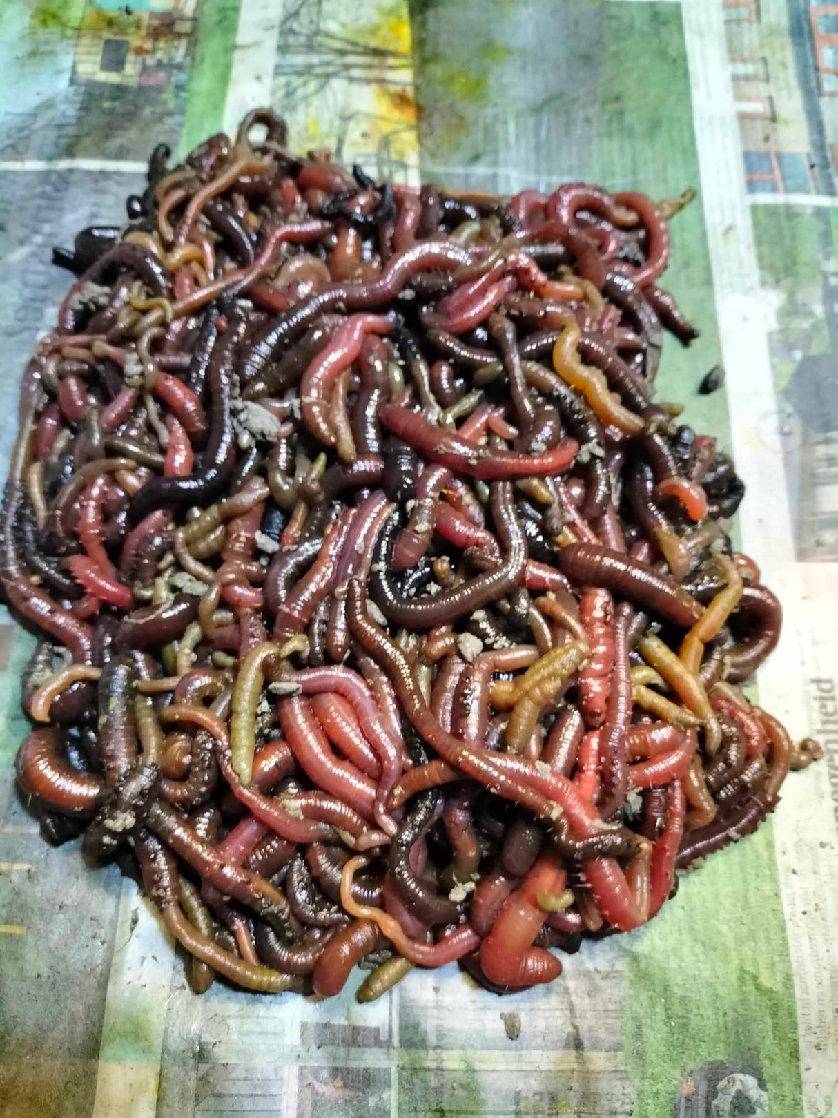 De Goeie Vangst - Zeepieren - Hengelsport De Goeie Vangst