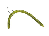 Decoy-Body Ring WH-03 silikonowy Aasringen-Medium - De Goeie Vangst