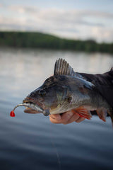 Fox Rage - Scent Shad - Hengelsport De Goeie Vangst