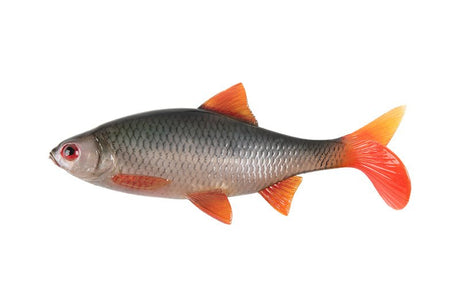 Fox Rage - Ultra Realistic Replicant Roach - NRE633 - Hengelsport De Goeie Vangst