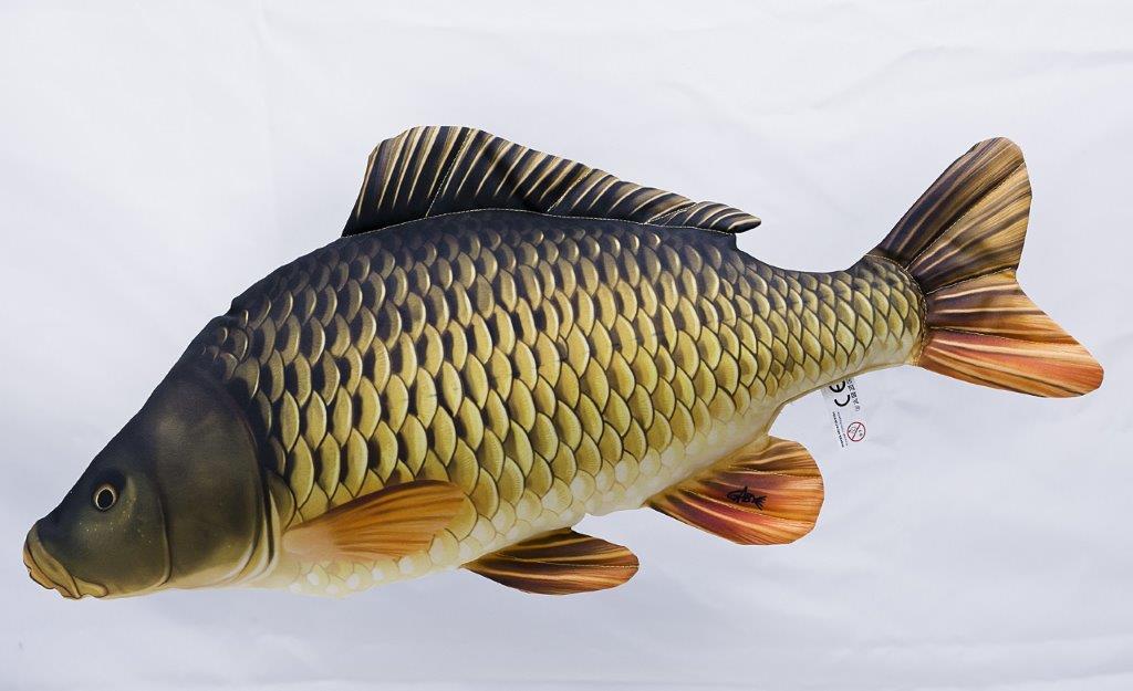 Gaby - The Common Carp 64cm - Hengelsport De Goeie Vangst