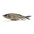 Nays-TRN 190 Swimbait-19cm / 56g-S-35-Hengelsport De Goeie Vangst