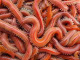 Normandie Appats-Dure Rouge Zeepieren-30g - De Goeie Vangst
