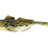 Westin-Gunnar The Goby Shad – Blisterverpakking-Spotted Goby-6.5cm-Hengelsport De Goeie Vangst