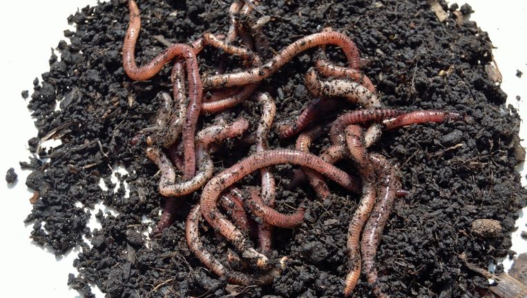 Pauwels - Aardwormen - Hengelsport De Goeie Vangst