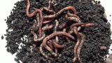 Pauwels-Aardwormen-1/4L - Hengelsport De Goeie Vangst