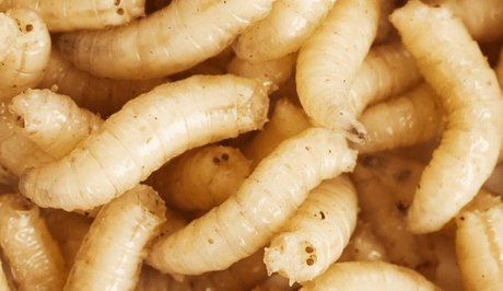 Pauwels - Grote Witte Maden - Hengelsport De Goeie Vangst