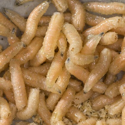 Pauwels - Kleine Witte Maden - Hengelsport De Goeie Vangst