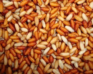 Pauwels - Verse Casters - Hengelsport De Goeie Vangst