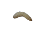 Pauwels-Wasmotten Grote Potjes | 30-35 Stuks - Hengelsport De Goeie Vangst