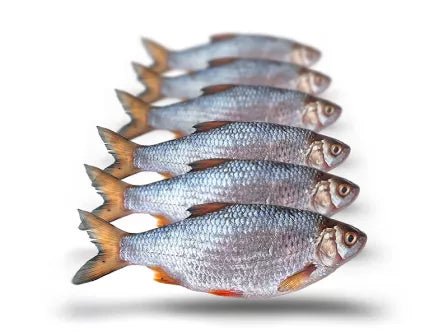 Prebaits-Voorn Middel - Aasvis - De Goeie Vangst
