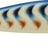 Rapala-Countdown® Squid Elite | 9,5 cm-9,5 cm-GBT-De Goeie Vangst