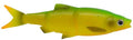 Savage Gear-3D LB Roach Swim & Jerk 7.5cm-Firetiger-7.5cm-Hengelsport De Goeie Vangst