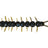 Westin-Centipede Creaturebait-9.5cm-Midnight Pumpkin-Hengelsport De Goeie Vangst