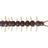 Westin-Centipede Creaturebait-9.5cm-Blue Rum-Hengelsport De Goeie Vangst