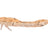 Westin-Odonata Ned Creaturebait-6.5cm-UV Shrimp-Hengelsport De Goeie Vangst
