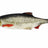 Westin-Ricky the Roach Shadtail Box-14cm-Real roach-Hengelsport De Goeie Vangst